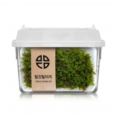 식물 관찰 학습용 털깃털이끼 관찰 키트