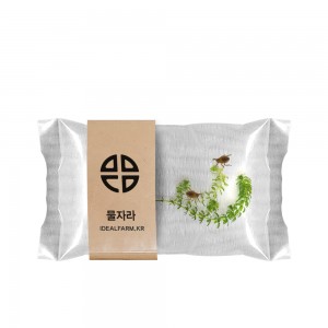 물자라 관찰 자연과학 초등교과 수서곤충