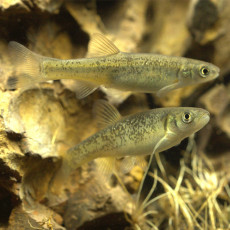 자연과학 초등교과 토종 버들치 2마리