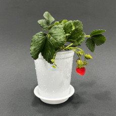 딸기 기르기 모종 키트