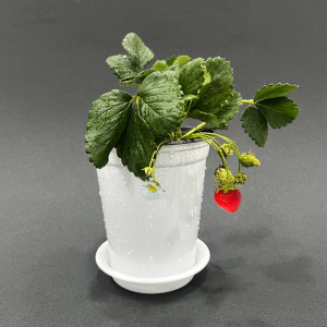 딸기 기르기 모종 키트 5인 수업용