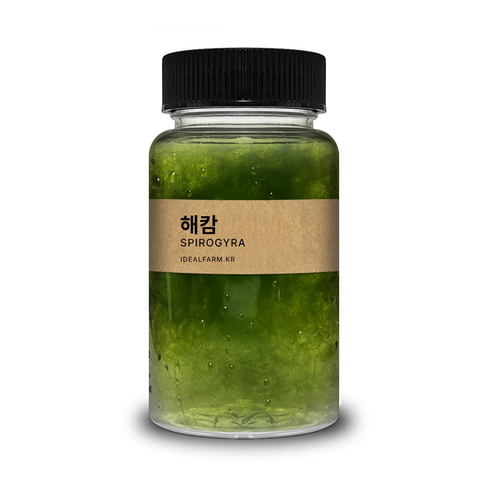 초등학교 실험 관찰생물 녹조류 해캄 100ml