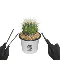 사막에 사는 식물 관찰 실험용 둥근 선인장 금호 선인장 자르기 실험 키트