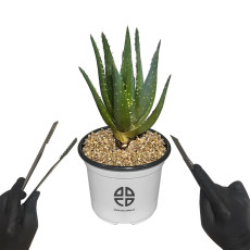사막에 사는 식물 관찰 실험용 알로에 선인장 자르기 실험 키트