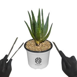 사막에 사는 식물 관찰 실험용 알로에 선인장 자르기 실험 키트