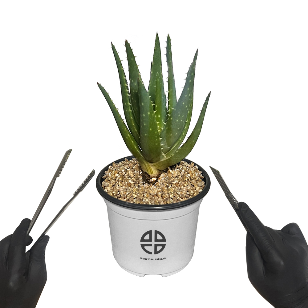 사막에 사는 식물 관찰 실험용 알로에 선인장 자르기 실험 키트