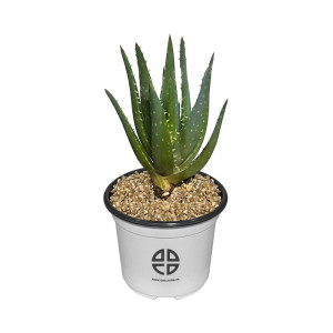 사막에 사는 식물 관찰 실험용 알로에