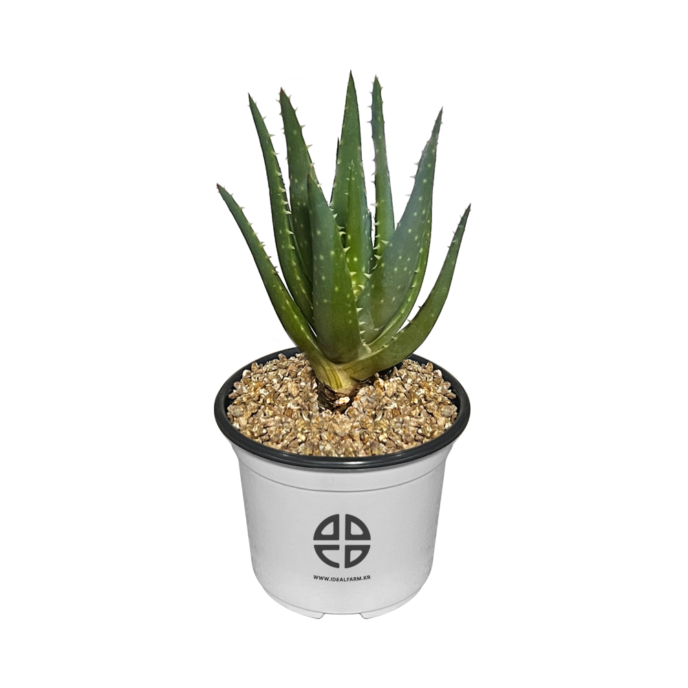 사막에 사는 식물 관찰 실험용 알로에