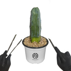 사막에 사는 식물 관찰 실험용 기둥 선인장 용신목 선인장 자르기 실험 키트