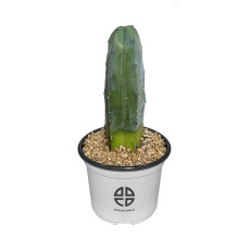 사막에 사는 식물 관찰 실험용 기둥 선인장 용신목