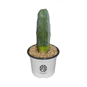 사막에 사는 식물 관찰 실험용 기둥 선인장 용신목