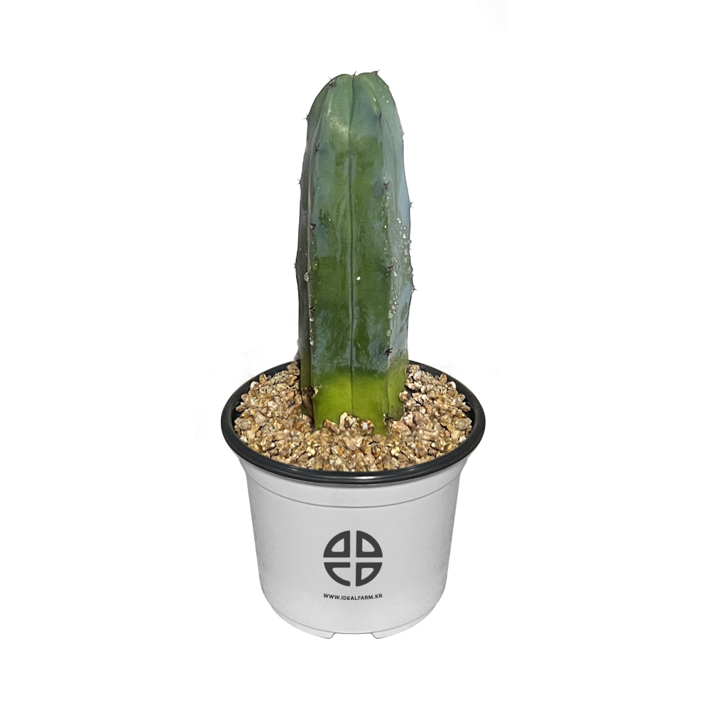 사막에 사는 식물 관찰 실험용 기둥 선인장 용신목