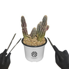 사막에 사는 식물 관찰 실험용 손가락 선인장 자르기 실험 키트