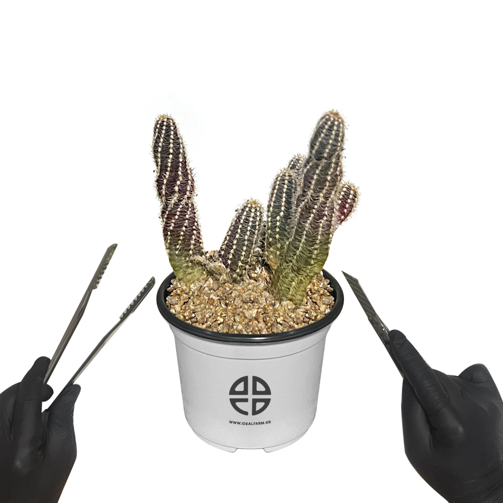 사막에 사는 식물 관찰 실험용 손가락 선인장 자르기 실험 키트