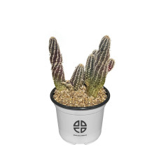 사막에 사는 식물 관찰 실험용 손가락 선인장