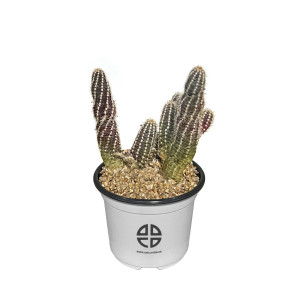 사막에 사는 식물 관찰 실험용 손가락 선인장