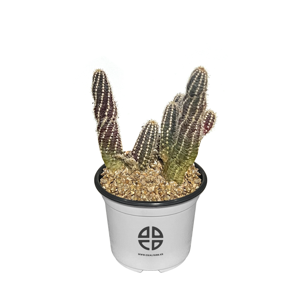 사막에 사는 식물 관찰 실험용 손가락 선인장