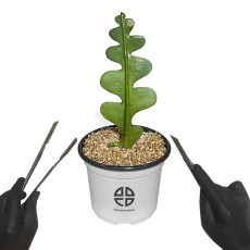 사막에 사는 식물 관찰 실험용 피쉬본 선인장 자르기 실험 키트