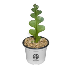 사막에 사는 식물 관찰 실험용 피쉬본 선인장