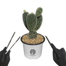 사막에 사는 식물 관찰 실험용 토끼 선인장 자르기 실험 키트