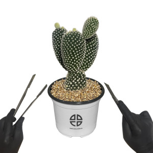 사막에 사는 식물 관찰 실험용 토끼 선인장 자르기 실험 키트