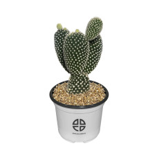 사막에 사는 식물 관찰 실험용 토끼 선인장