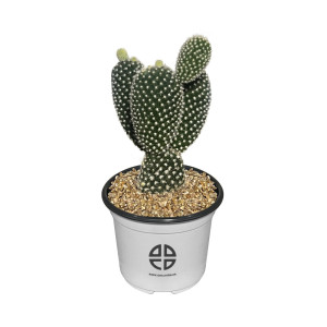 사막에 사는 식물 관찰 실험용 토끼 선인장