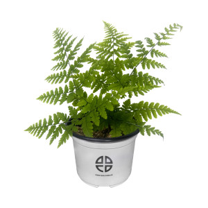 세대교변 관찰 포자낭이 달려있는 고사리 화분