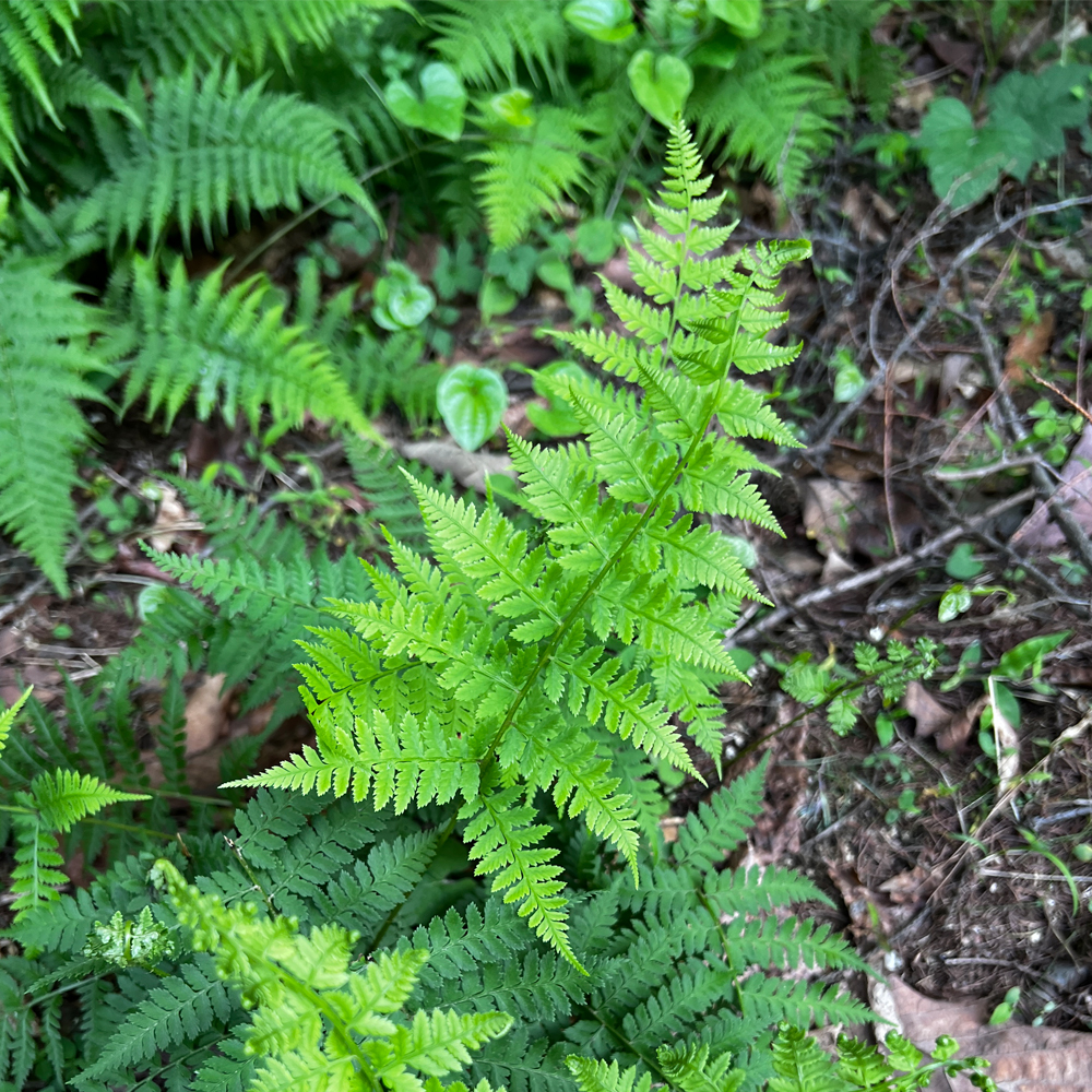 세대교변 관찰 포자낭이 달려있는 고사리 화분