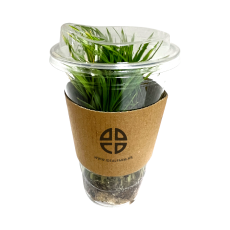 모내기 체험 분얼 실험용 벼모종 100포기