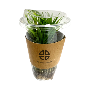 모내기 체험 분얼 실험용 벼모종 100포기